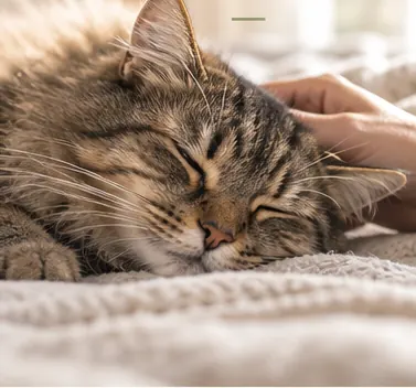 Illustrative photograph of a senior cat resting on a soft blanket. Not a patient of this practice.